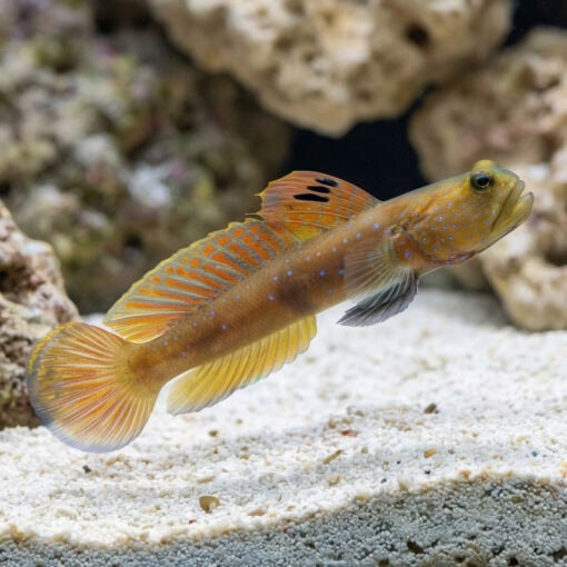 Blue Spot Watchman Goby