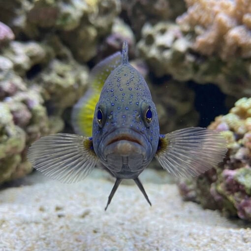 Blue Spot Grouper - Image 2
