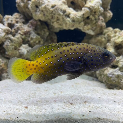 Blue Spot Grouper - Image 3