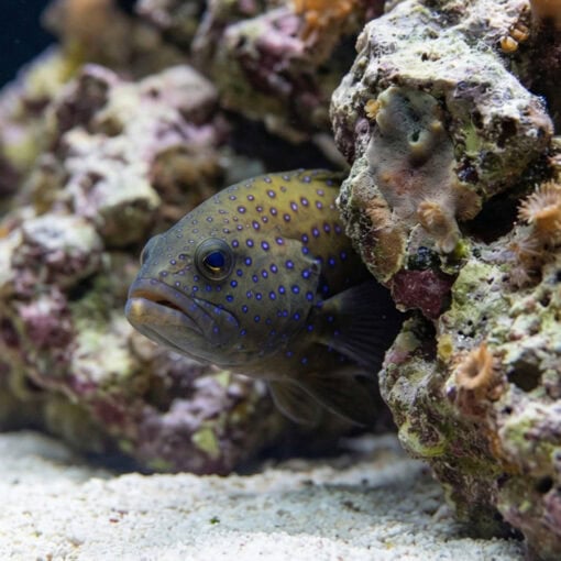 Blue Spot Grouper - Image 4