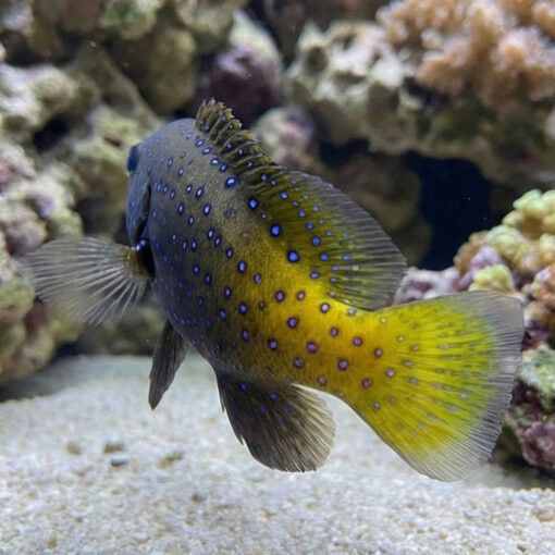 Blue Spot Grouper - Image 5