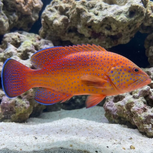 Blue Spotted Grouper