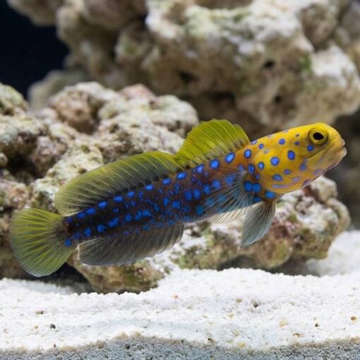Blue Spotted Jawfish