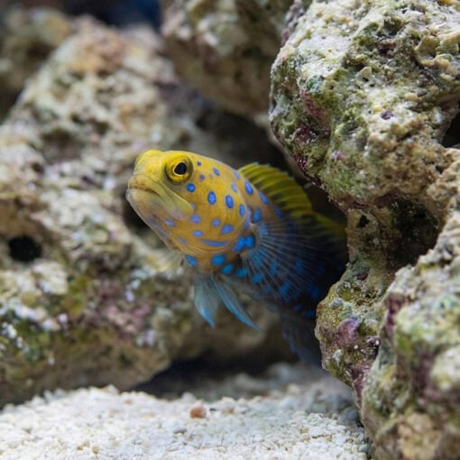 Blue Spotted Jawfish - Image 2