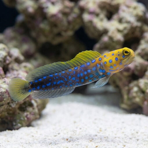 Blue Spotted Jawfish - Image 3