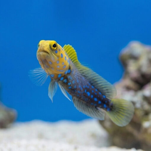 Blue Spotted Jawfish - Image 4