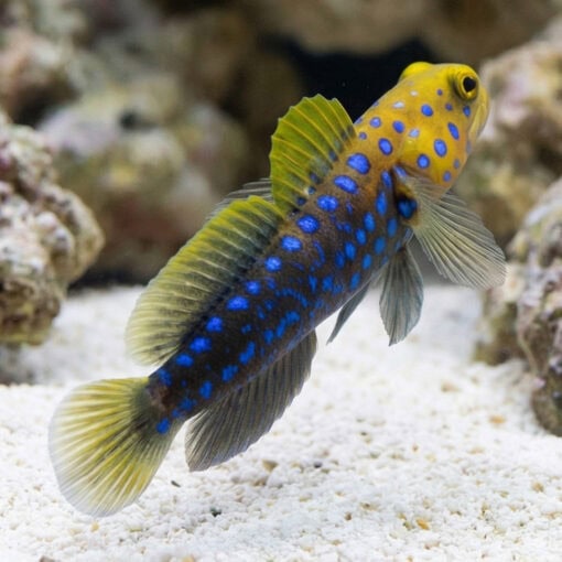 Blue Spotted Jawfish - Image 5