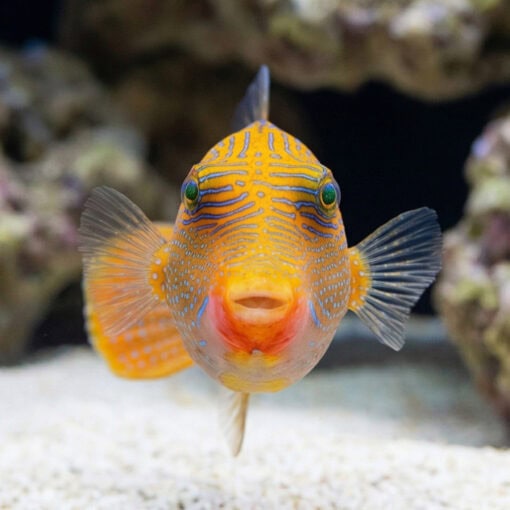 Blue Spot Puffer - Image 2