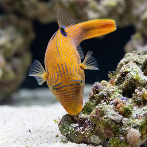 Blue Spot Puffer - Image 3