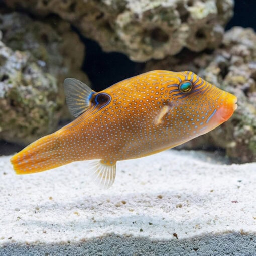 Blue Spot Puffer - Image 5