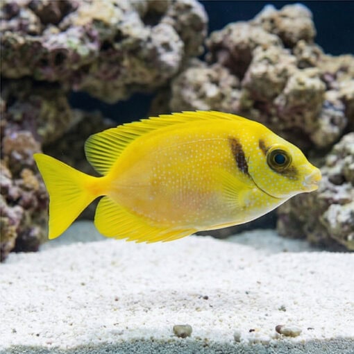 Blue-Spotted Rabbitfish