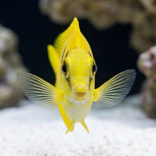 Blue-Spotted Rabbitfish - Image 2