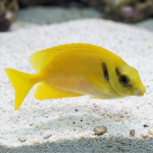 Blue-Spotted Rabbitfish - Image 3