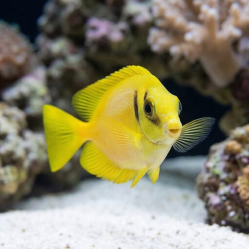 Blue-Spotted Rabbitfish - Image 4