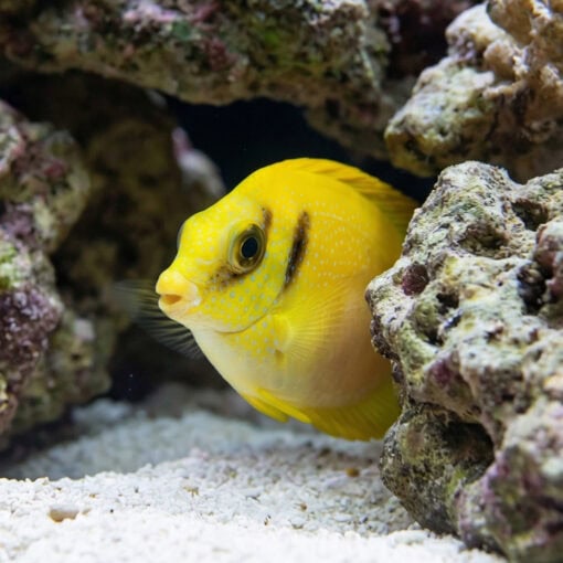 Blue-Spotted Rabbitfish - Image 5
