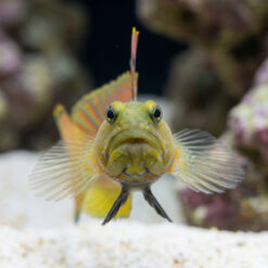 Alternative view of Blue Spot Watchman Goby