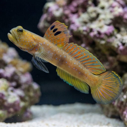 Blue Spot Watchman Goby - Image 3