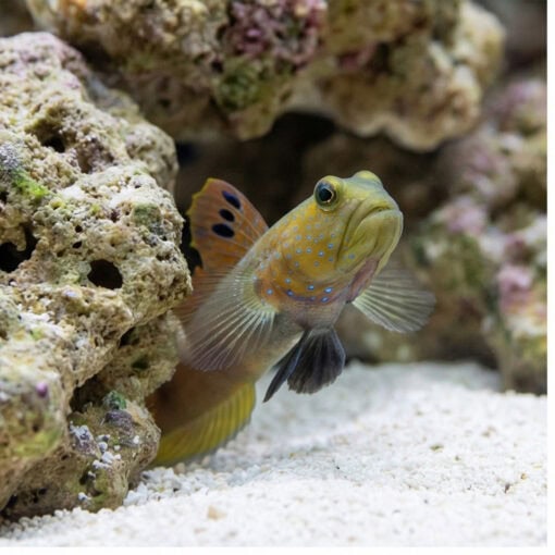 Blue Spot Watchman Goby - Image 4