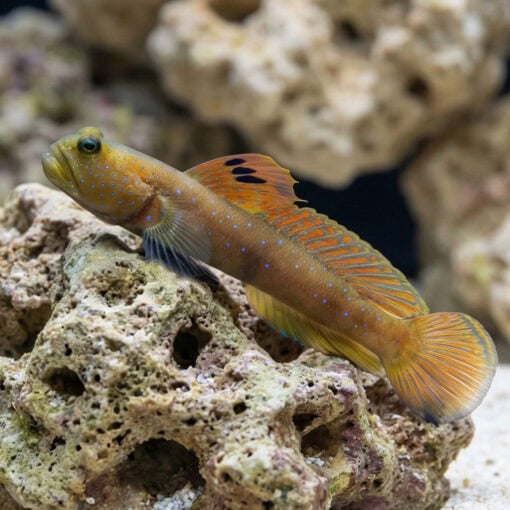 Blue Spot Watchman Goby - Image 5