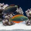 Blue Spotted Tamarin Wrasse