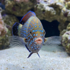 Alternative view of Blue Spotted Tamarin Wrasse