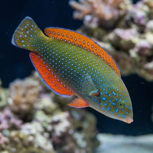 Blue Spotted Tamarin Wrasse - Image 3