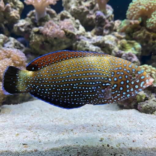 Blue Spotted Tamarin Wrasse - Image 4