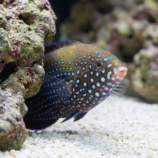Blue Spotted Tamarin Wrasse - Image 5