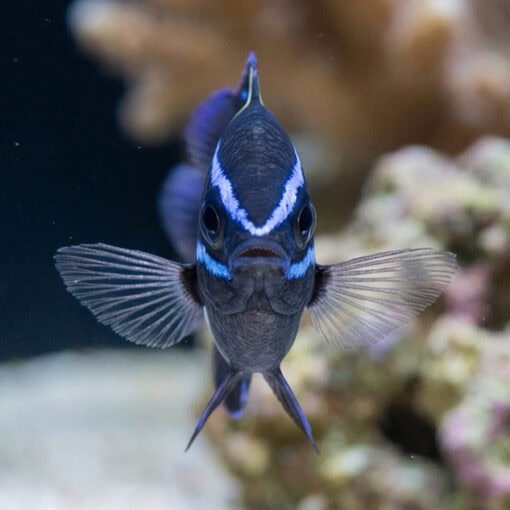 Javanese (Blue Velvet) Damsel - Image 2
