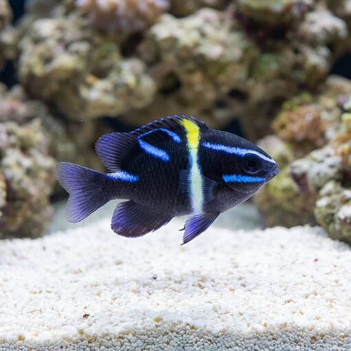 Javanese (Blue Velvet) Damsel - Image 3