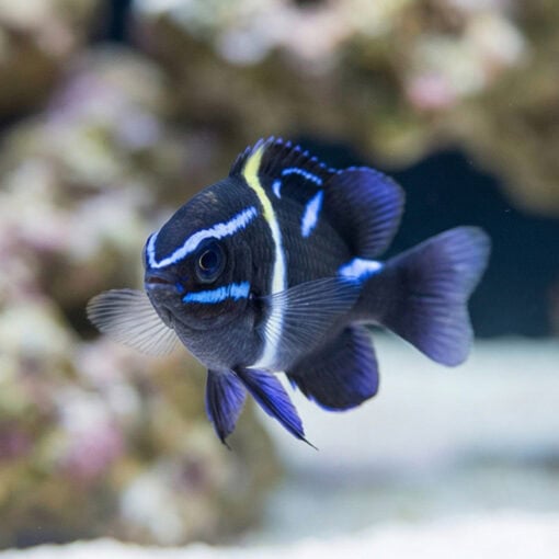 Javanese (Blue Velvet) Damsel - Image 4