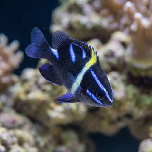 Javanese (Blue Velvet) Damsel - Image 5