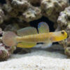 Blue Streak Watchman Goby