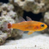 Blue-Stripe Cave Goby