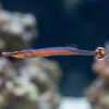 Blue-Stripe Pipefish