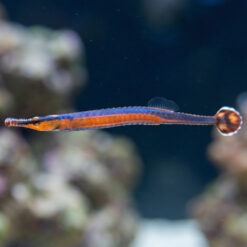 Blue-Stripe Pipefish