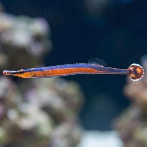Blue-Stripe Pipefish
