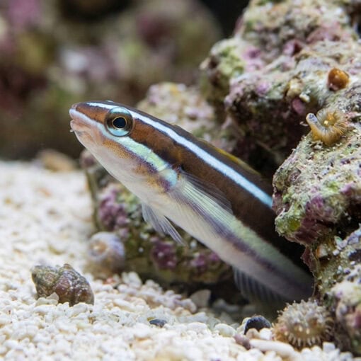Bluestriped Fangblenny - Image 2