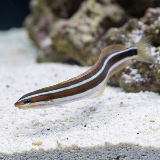 Bluestriped Fangblenny - Image 3