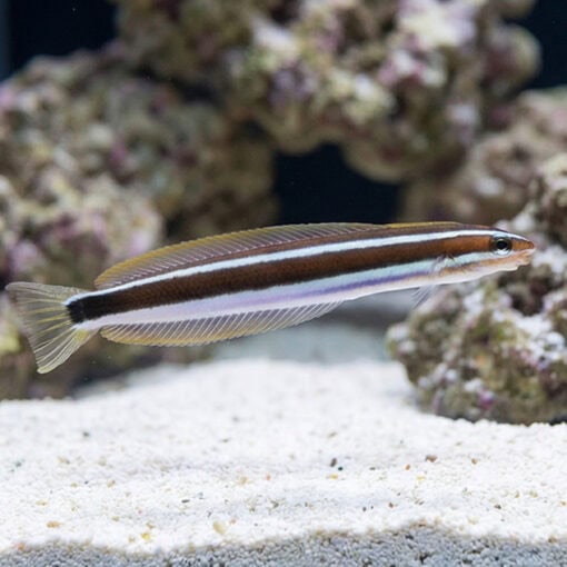 Bluestriped Fangblenny - Image 4