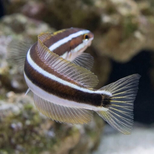 Bluestriped Fangblenny - Image 5