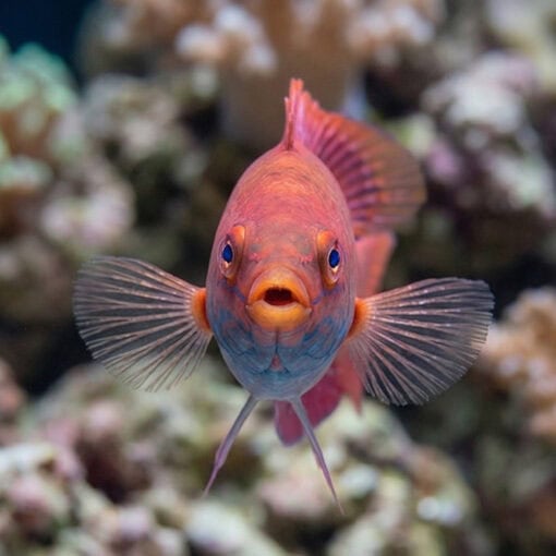 Blue Throat Sailfin Fairy Wrasse - Image 2