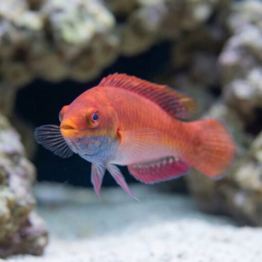 Blue Throat Sailfin Fairy Wrasse - Image 3