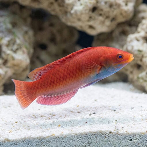 Blue Throat Sailfin Fairy Wrasse - Image 4