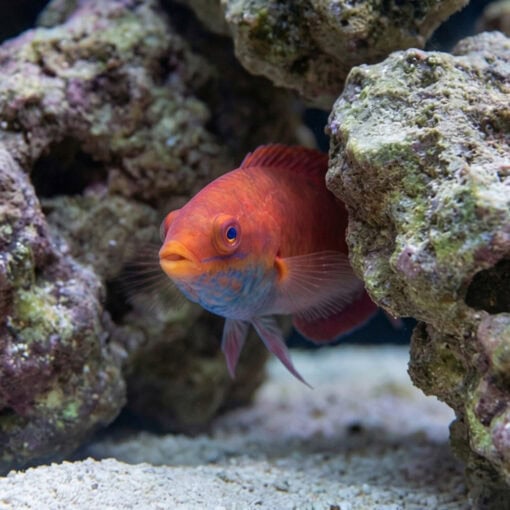 Blue Throat Sailfin Fairy Wrasse - Image 5