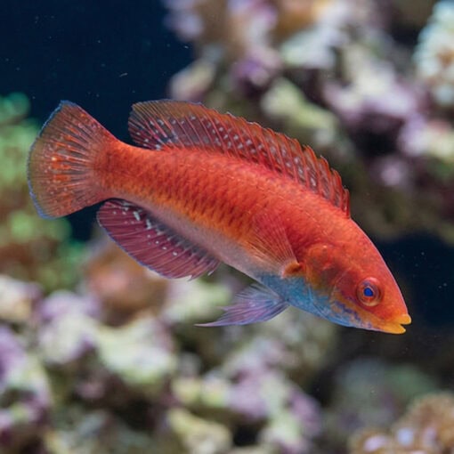 Blue Throat Sailfin Fairy Wrasse