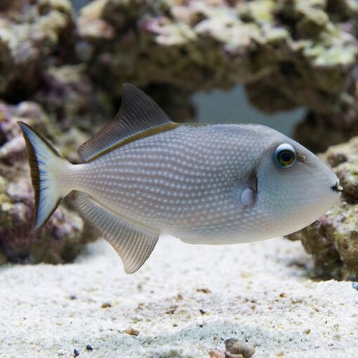 Blue Throat Trigger - Image 4