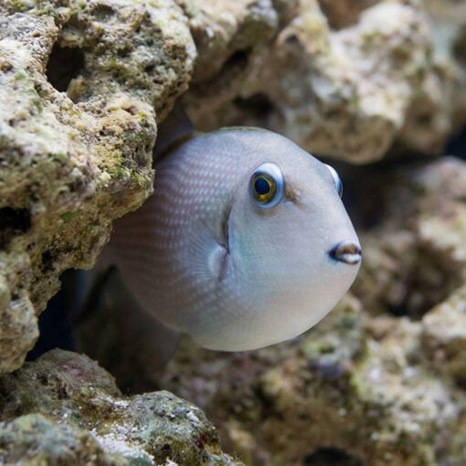 Blue Throat Trigger - Image 5