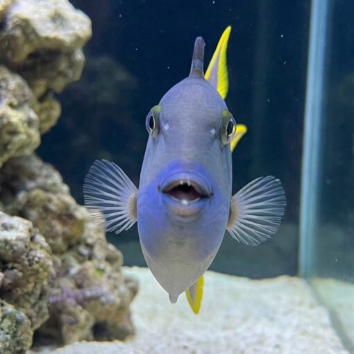 Blue Throat Trigger - Image 2