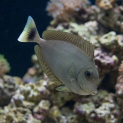 Blue Unicorn Tang